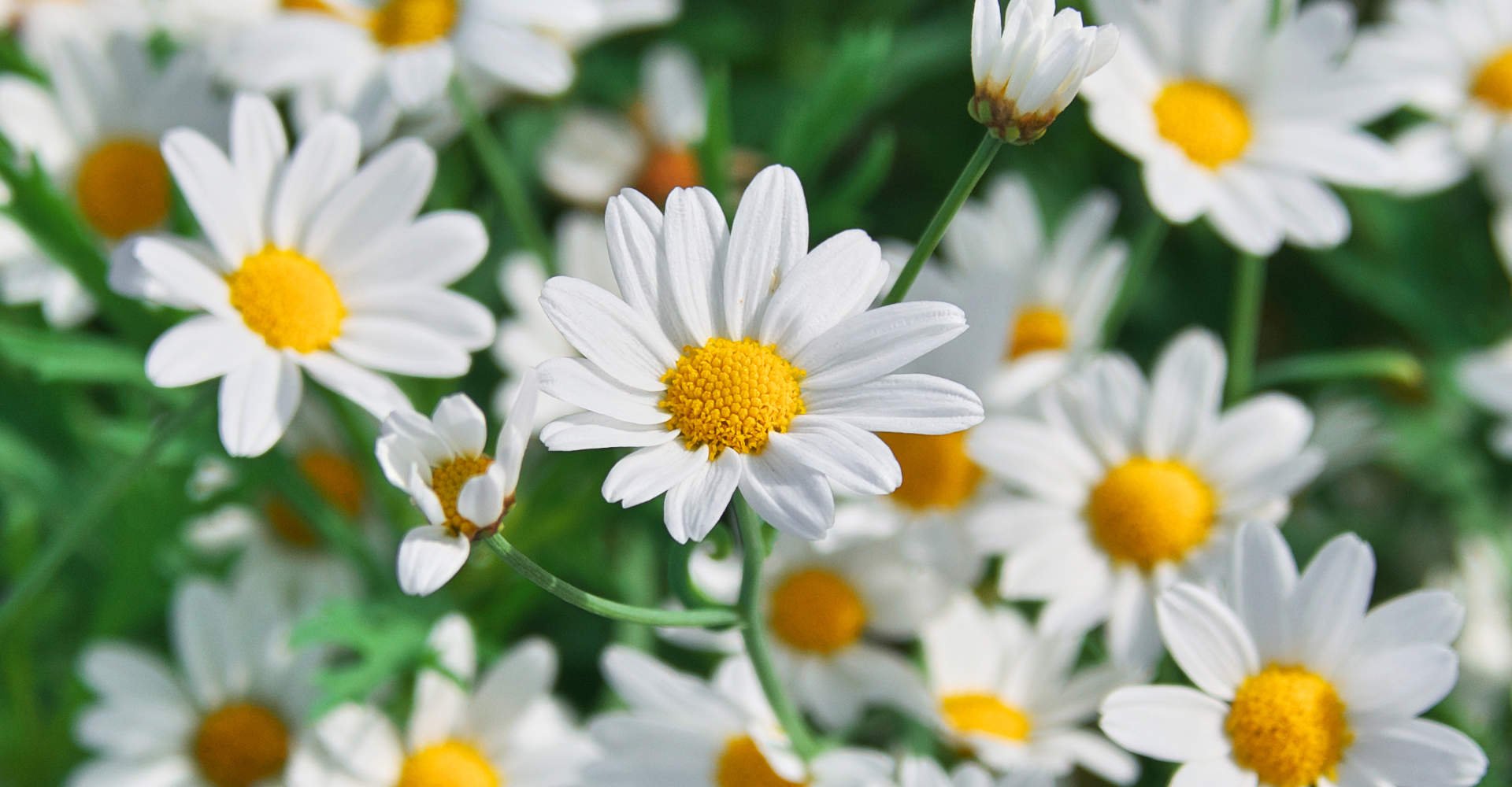 4788 Camomila Clareia O Cabelo Descubra O Real Efeito Da Substancia Nos Fios Loiros E Castanhos