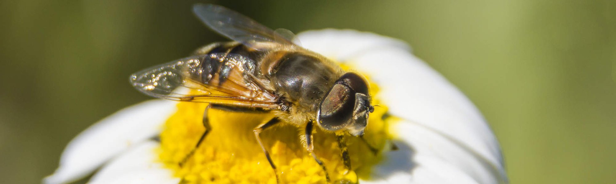 5276 O Segredo Das Abelhas Geleia Real Regenera Nutre E Da Brilho Aos Cabelos